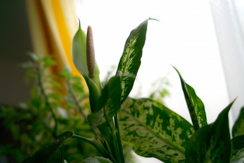 Flower of Dieffenbachia